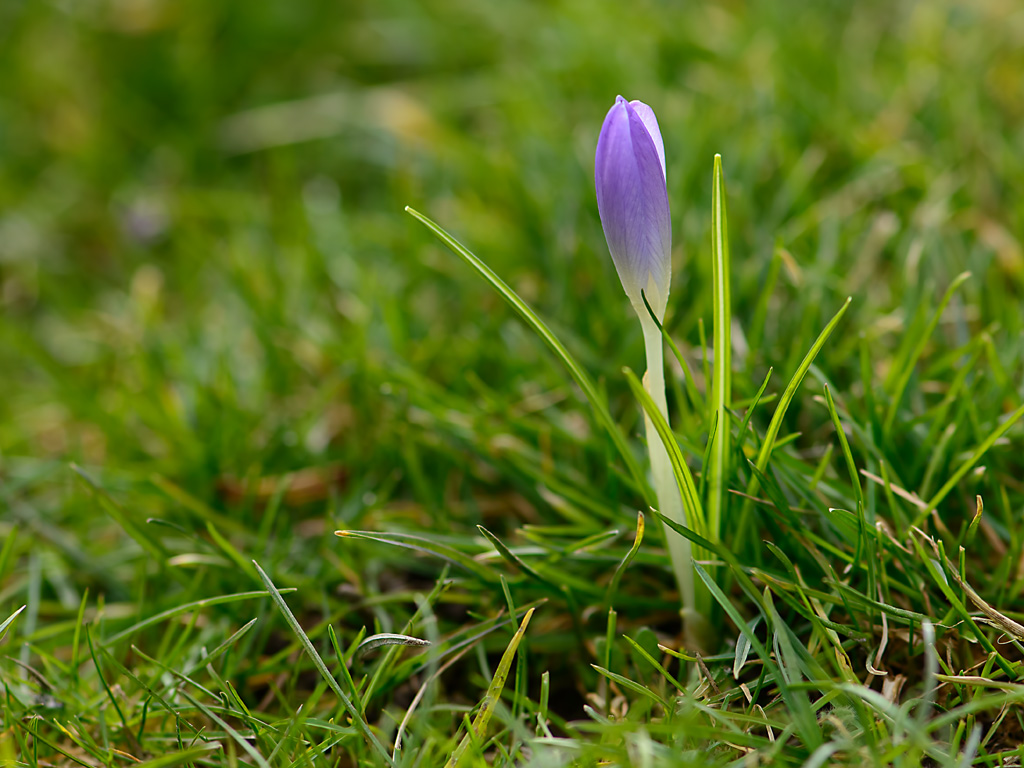 DSC7007 Krokus