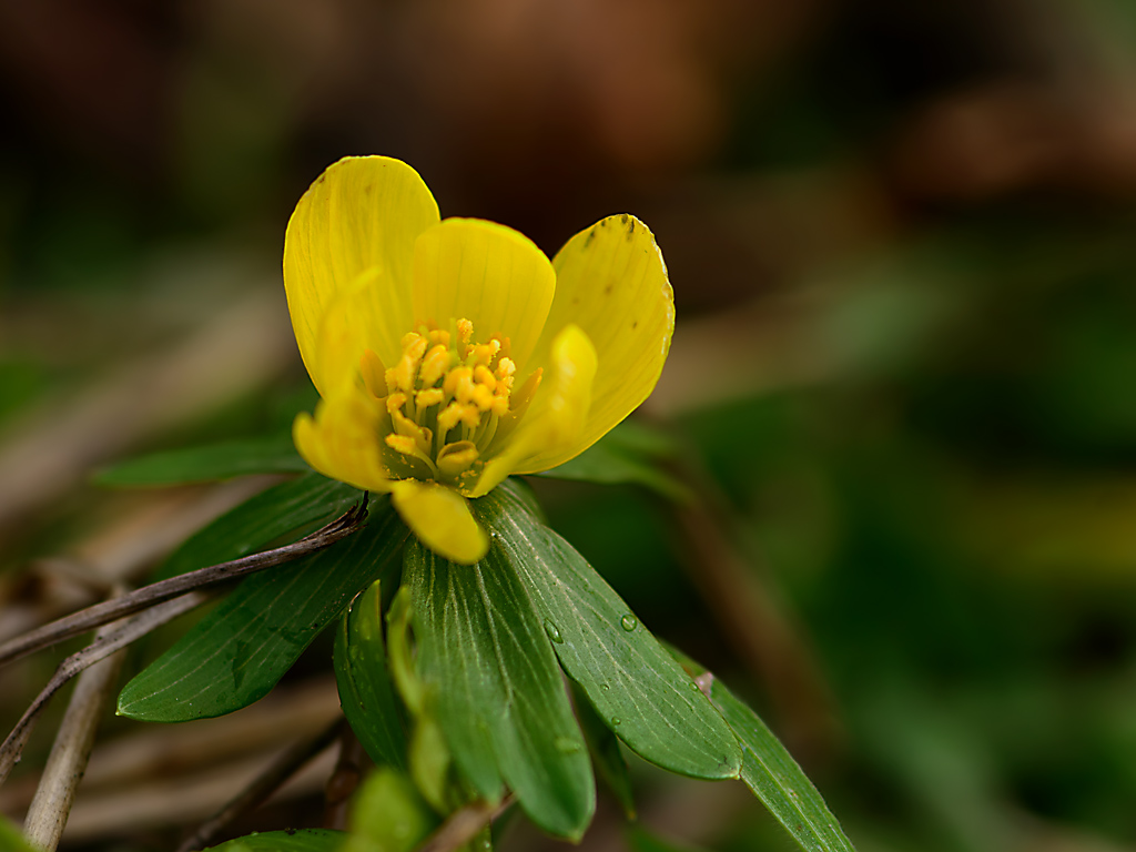 DSC7009 Winterling
