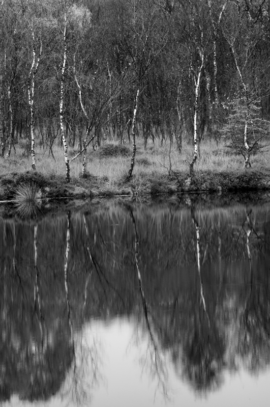 DSC7161K MOOR SEE