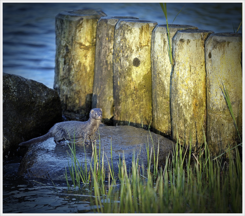 DSC7281 nff