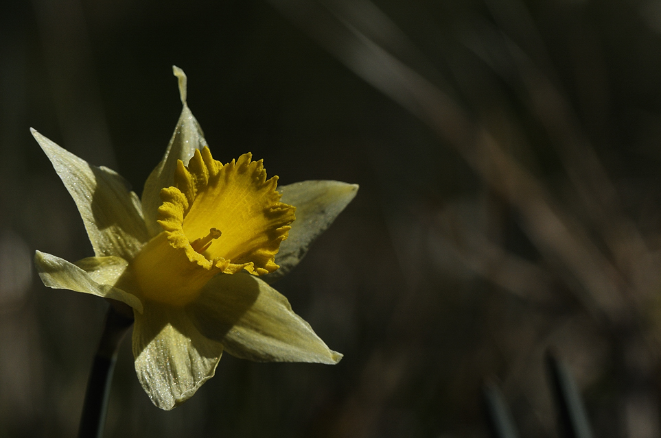 DSC7350 NF F