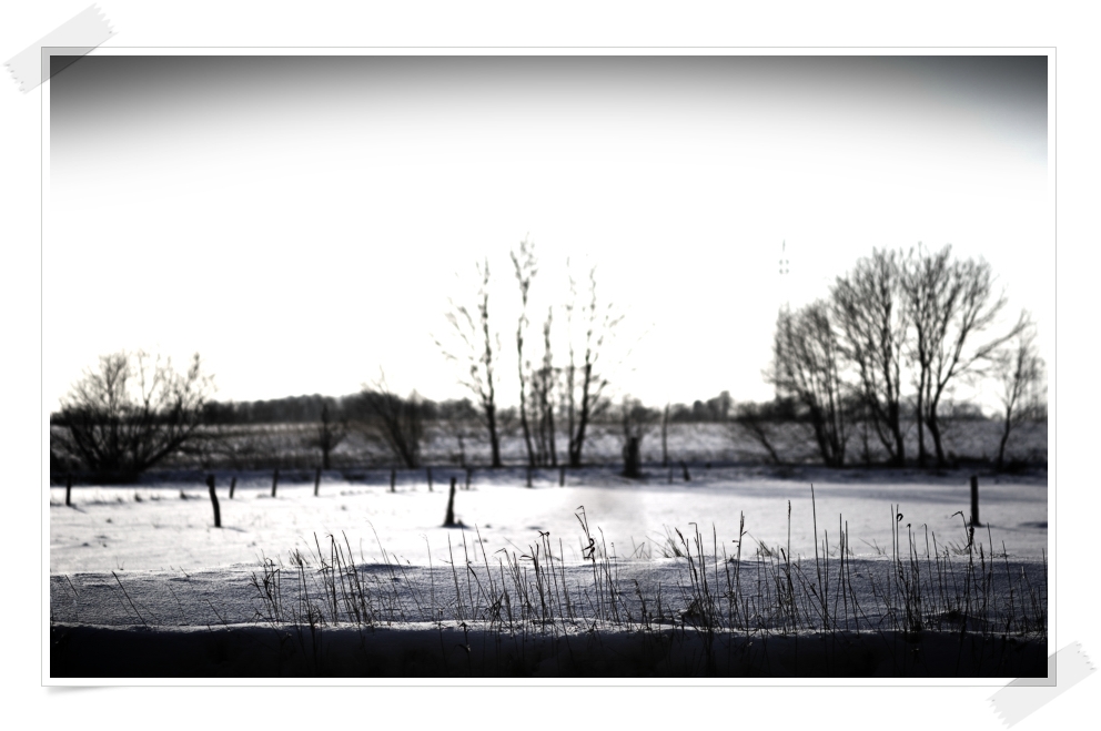 DSC7357 nff