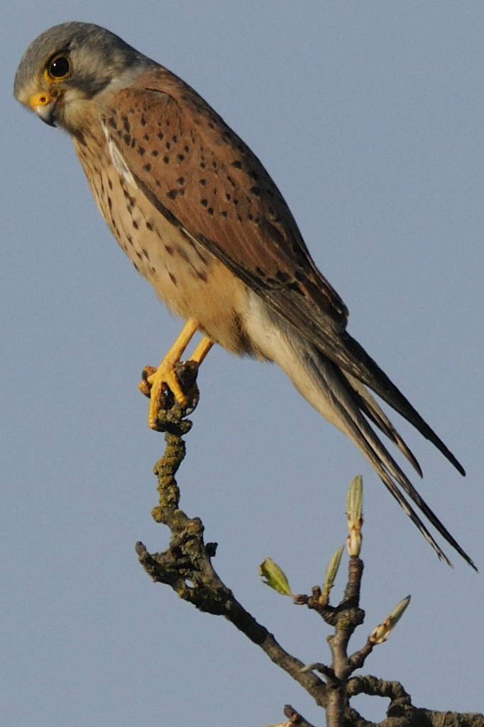 DSC7398 NF-F
100% Crop