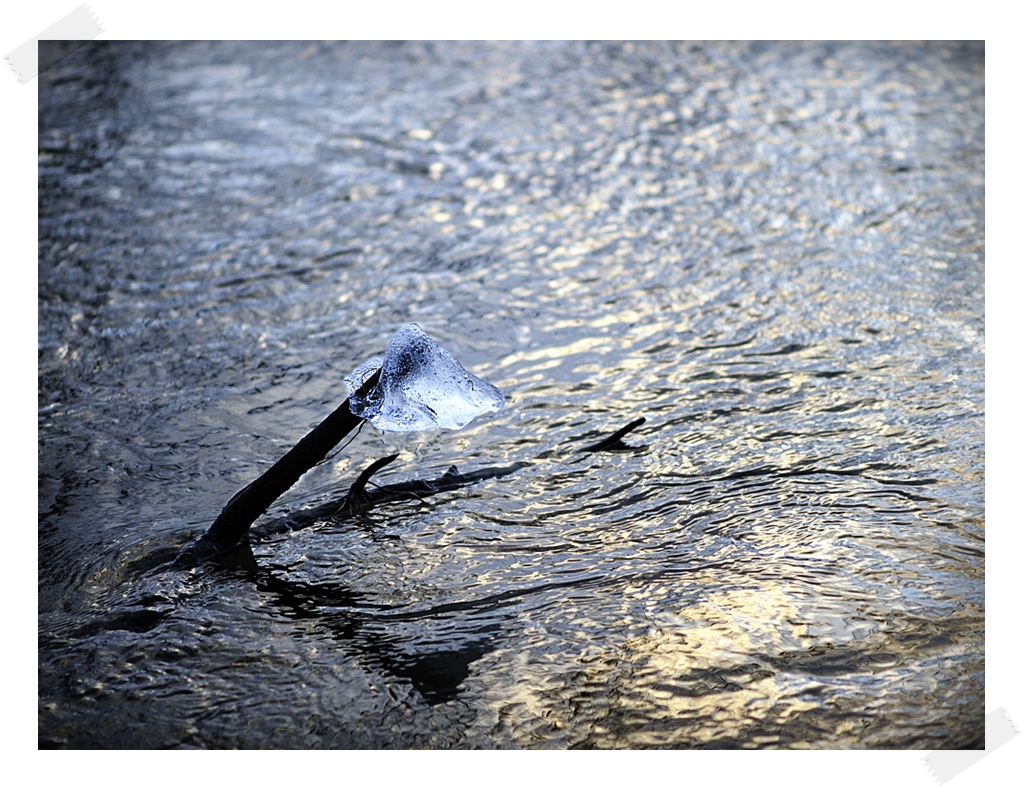 DSC7405 nff