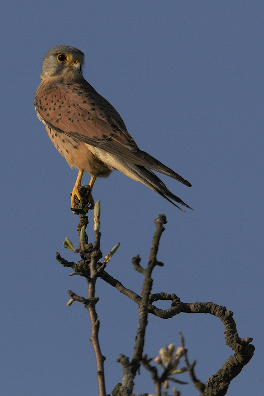 DSC7425 NF-F
Turmfalkenmännchen