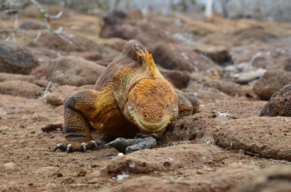 DSC7469   Kopie 117

Drusenkopf- aufgenommen in freier Wildbahn, Insel Seymour, Galapagos

Dieser Landleguan prüft am Kot der Dame seines Herzens, ob 