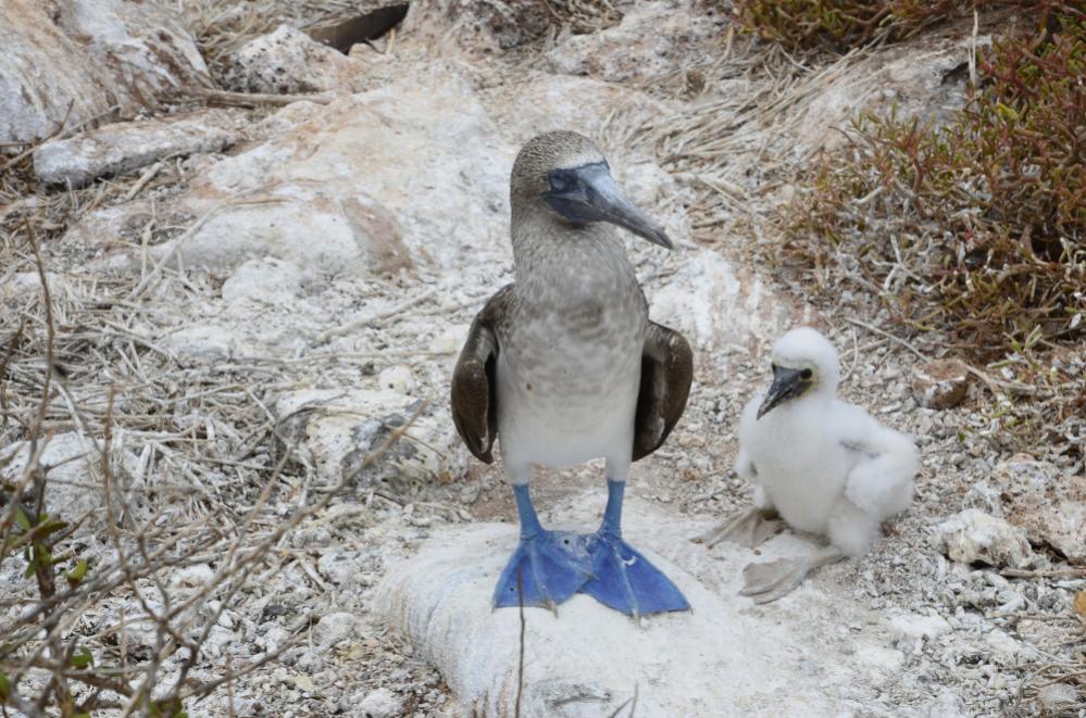 DSC7524   Kopie 118

Blaufußtölpel mit Küken
Aufgenommen in freier Wildbahn, Insel Seymour, Galapagos

Leider saßen Mutter und Kind hinter einem größe