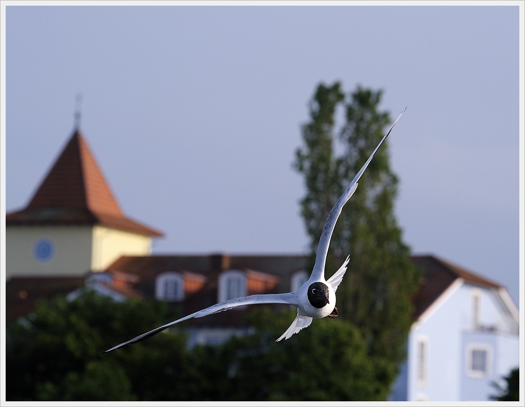 DSC7657 nff
