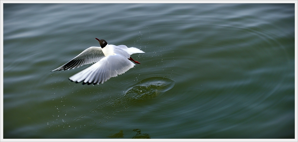 DSC7707 nff