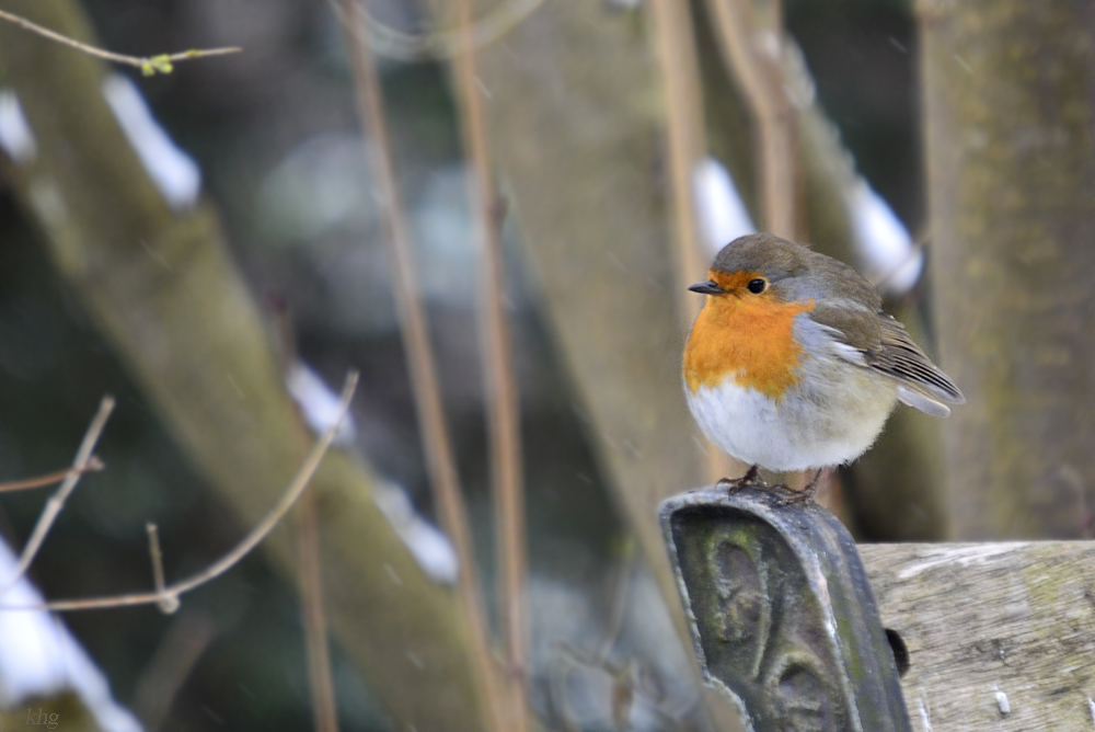 DSC7711 khg