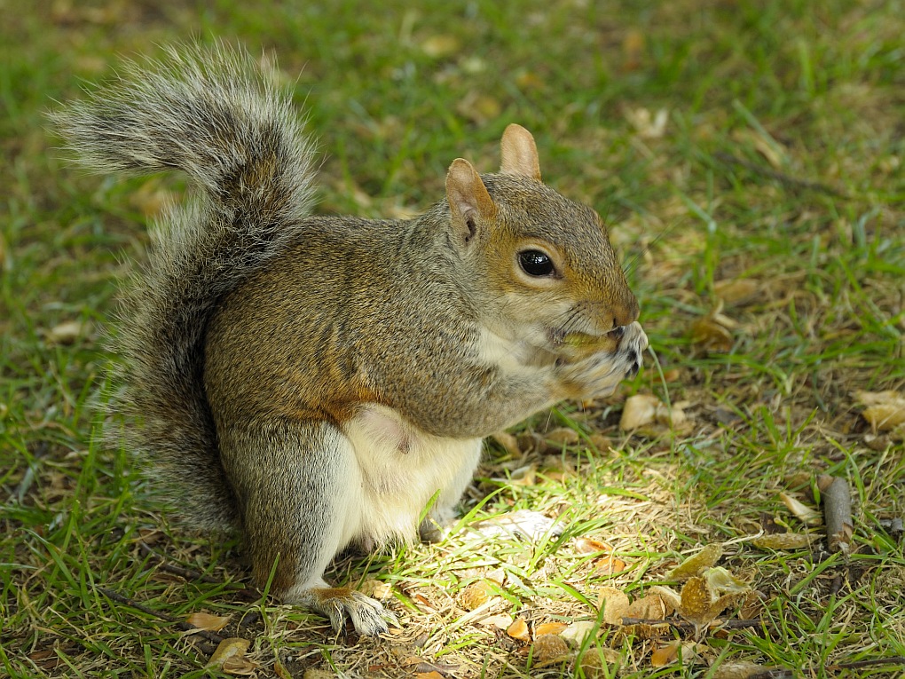 DSC7846 nff