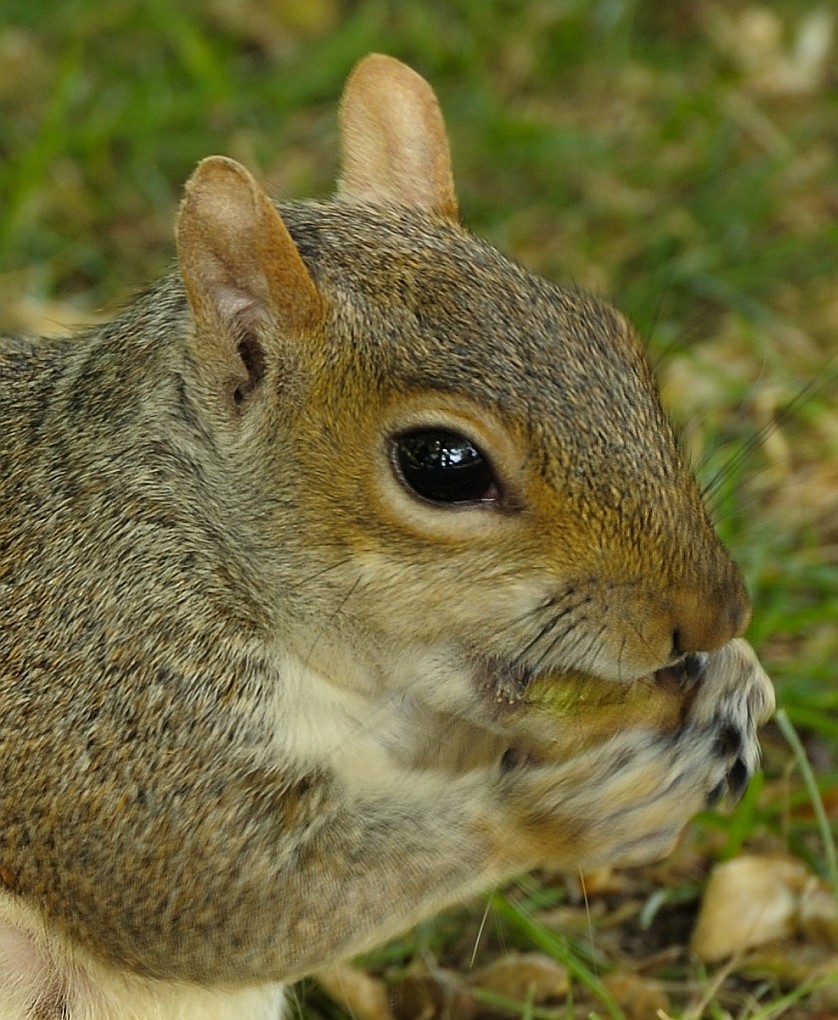 DSC7846crop