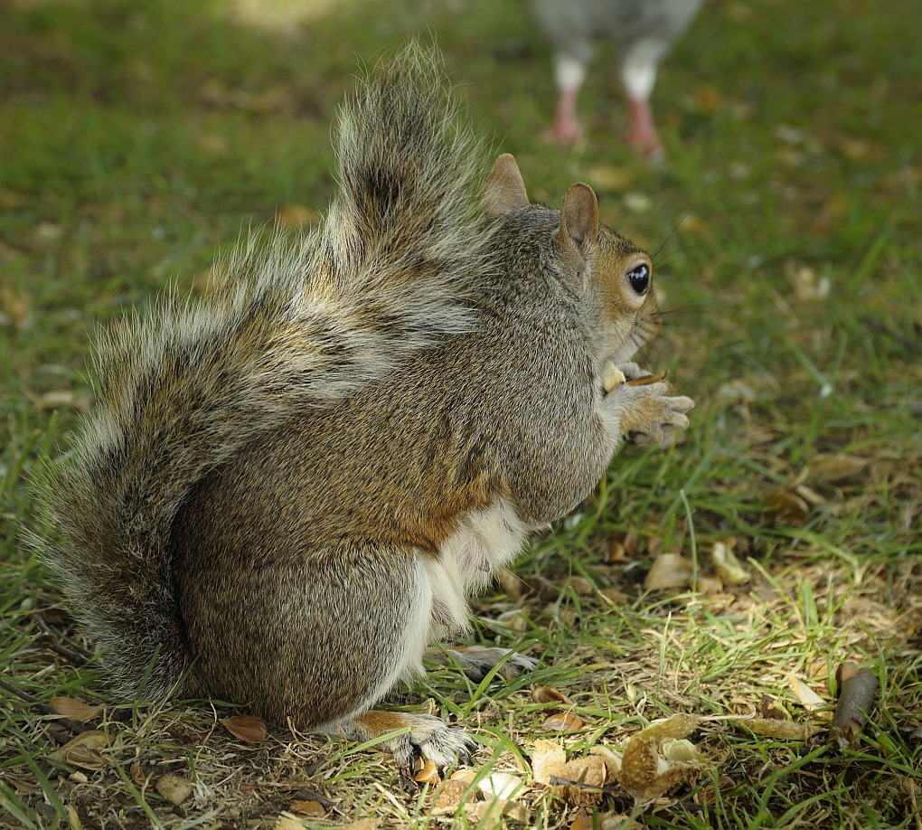 DSC7847 nff