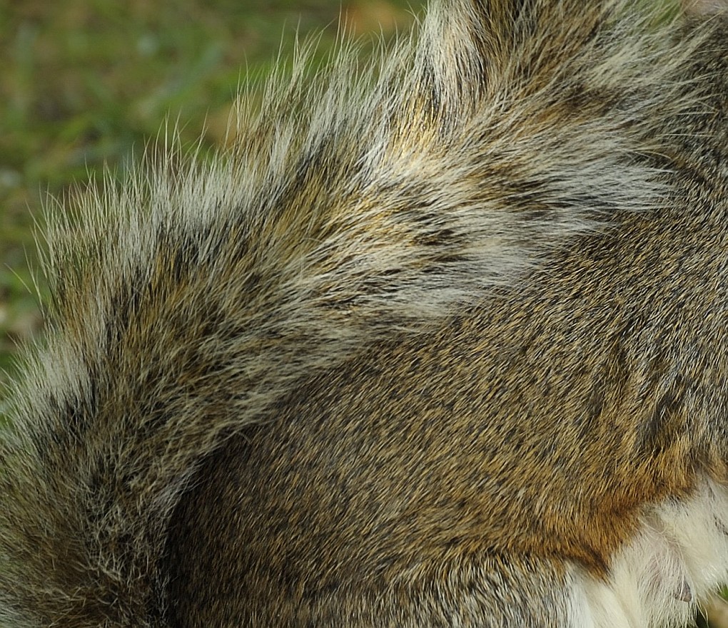DSC7847crop