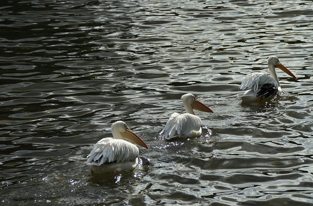 DSC7851 nff
Pelikane in London/Hyde Park