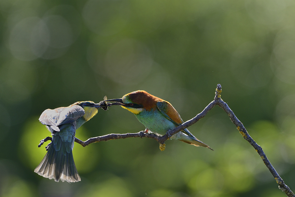 DSC7871nff