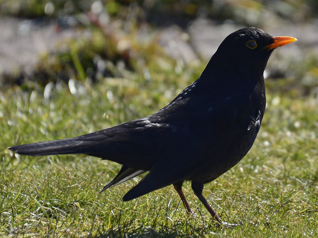 DSC7995 Amsel