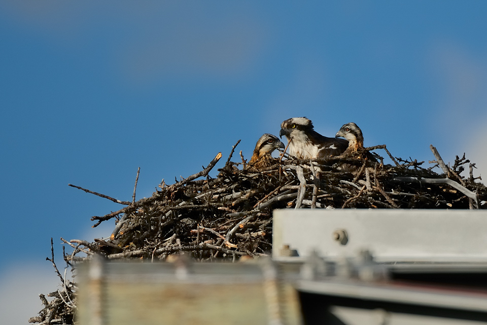 DSC8322 NF-F
Fischadler- (Osprey-) Nest am Bow River
Banff NP