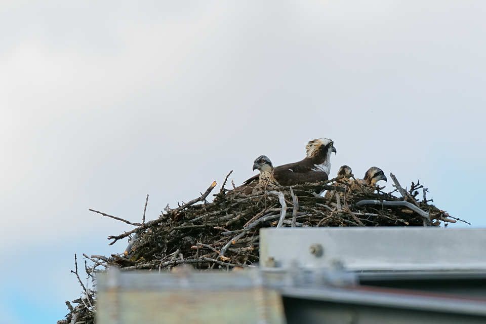 DSC8329 NF-F
Fischadler- (Osprey-) Nest am Bow River
Banff NP