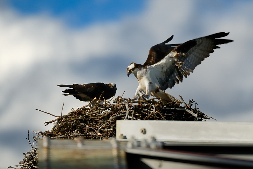 DSC8330 NF-F
Fischadler- (Osprey-) Nest am Bow River
Banff NP