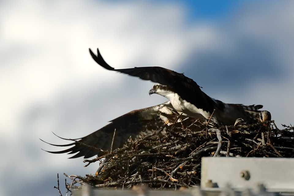 DSC8345 NF-F
Fischadler- (Osprey-) Nest am Bow River
Banff NP