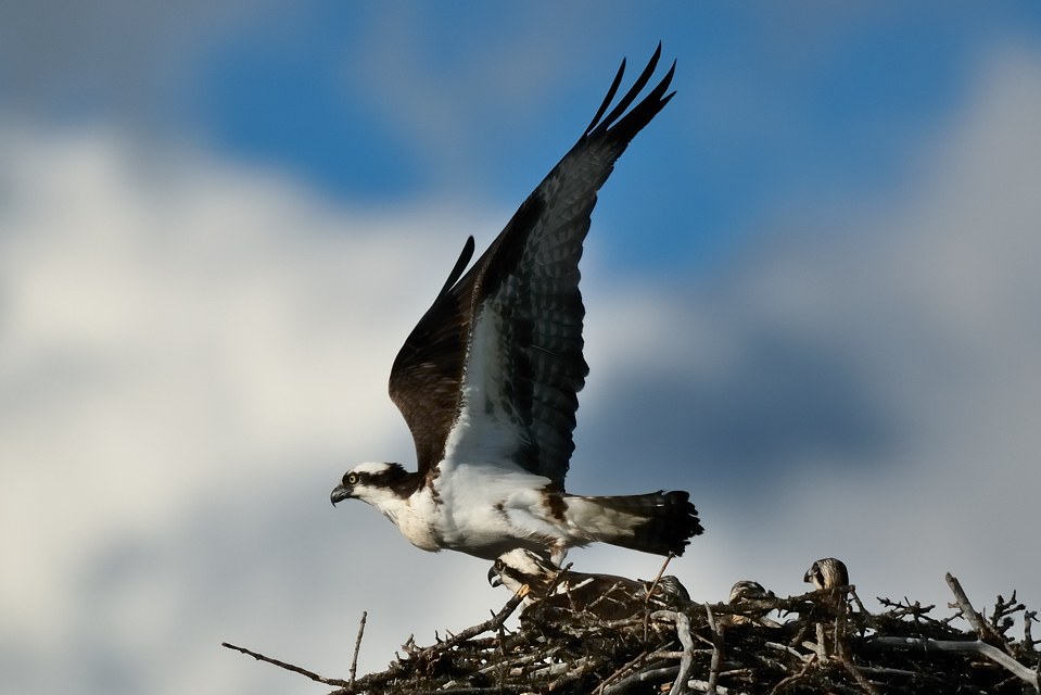 DSC8346 NF-F
Fischadler- (Osprey-) Nest am Bow River
Banff NP