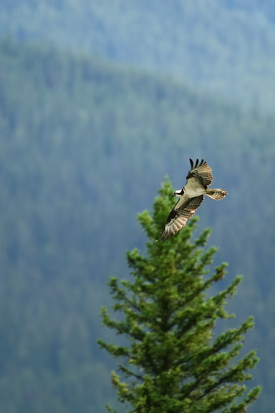 DSC8362 NF-F
Fischadler (Osprey) am Bow River
Banff NP