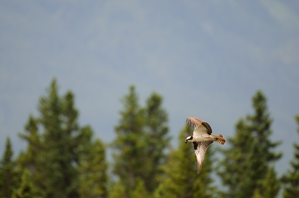 DSC8388 NF-F
Fischadler (Osprey) 
südöstlich des Banff NP