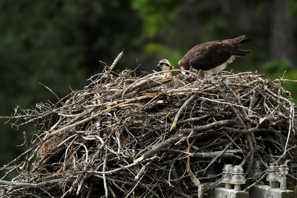 DSC8396 NF-F
Fischadler- (Osprey-) Nest
südöstlich des Banff NP