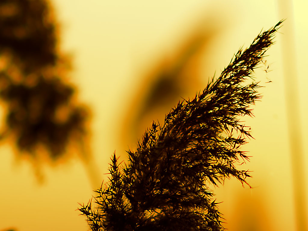 DSC8398 Gras