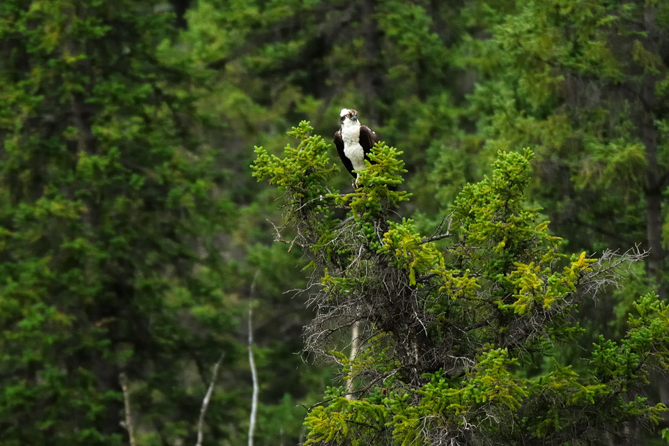 DSC8399 NF-F
Fischadler- (Osprey-) Nest
südöstlich des Banff NP