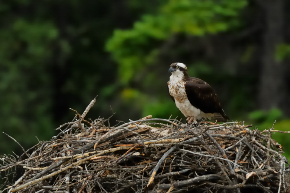 DSC8406 NF-F
Fischadler- (Osprey-) Nest
südöstlich des Banff NP