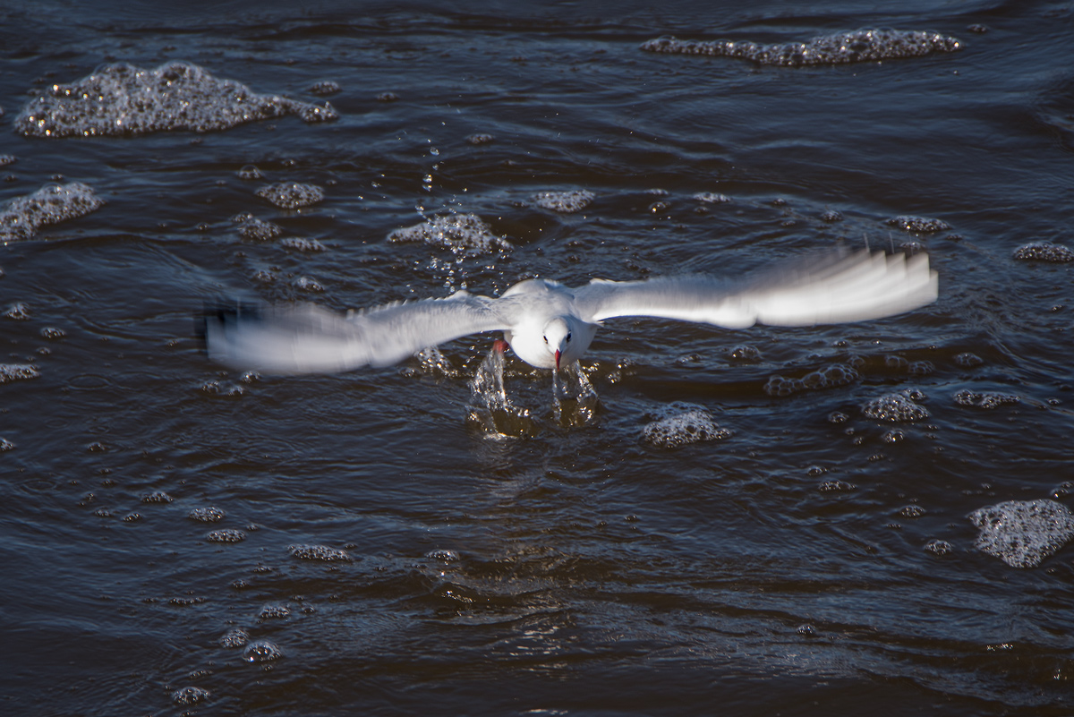 DSC8409 PS w