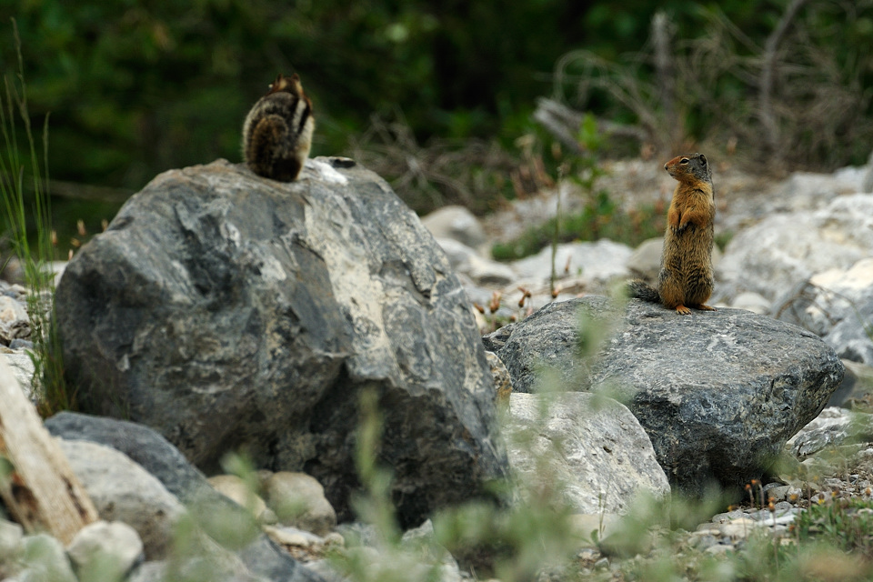 DSC8412 NF-F
südöstlich des Banff NP