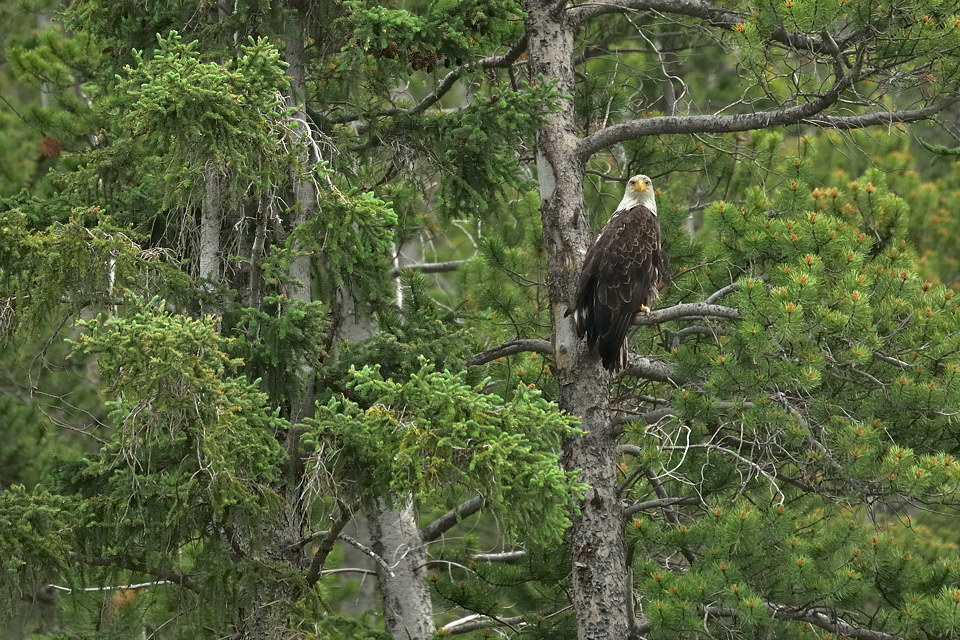 DSC8430 NF-F
Weißkopfseeadler
südöstlich des Banff NP