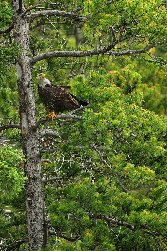 DSC8436 NF F
Weißkopfseeadler
südöstlich des Banff NP