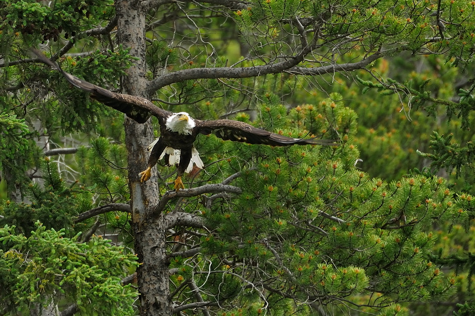 DSC8437 NF-F
Weißkopfseeadler
südöstlich des Banff NP