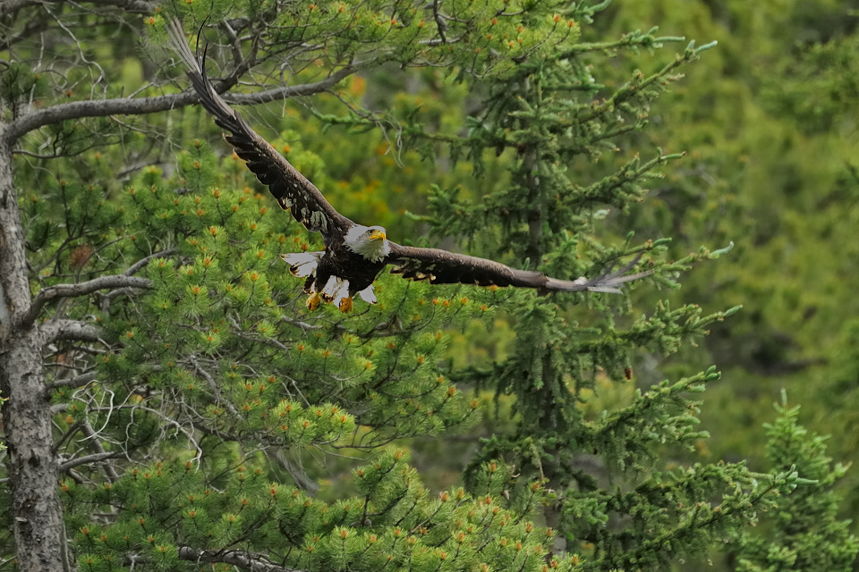 DSC8440 NF-F
Weißkopfseeadler
südöstlich des Banff NP