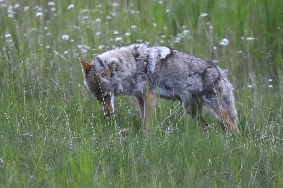 DSC8461 NF-F
Kojote in der Nähe des Lake Minnewanka
Banff