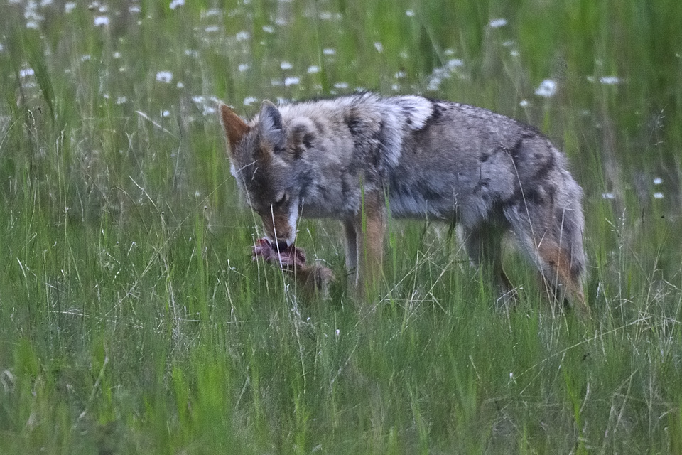 DSC8464 NF-F
Kojote in der Nähe des Lake Minnewanka
Banff