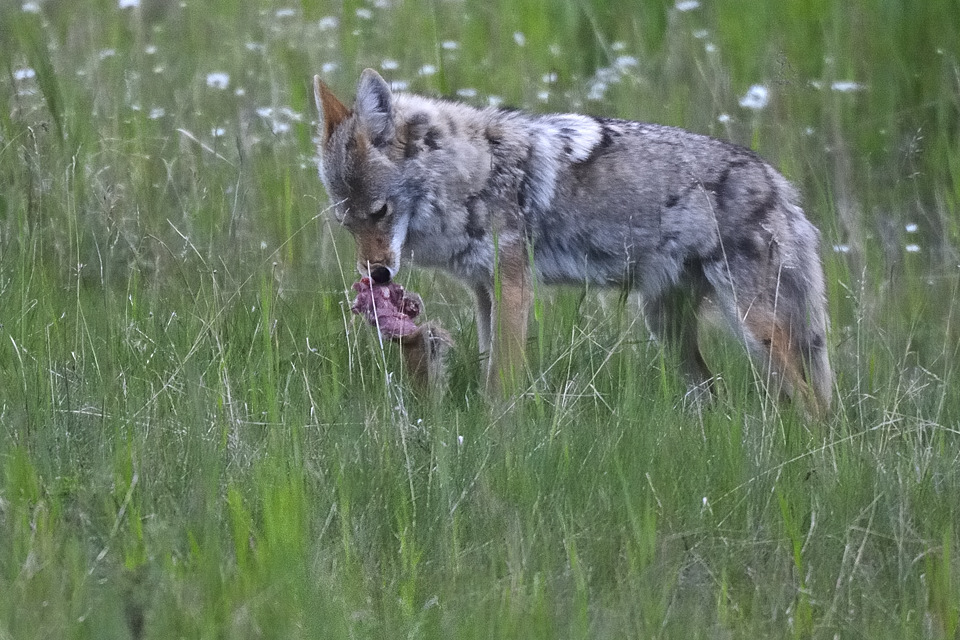 DSC8466 NF-F
Kojote in der Nähe des Lake Minnewanka
Banff