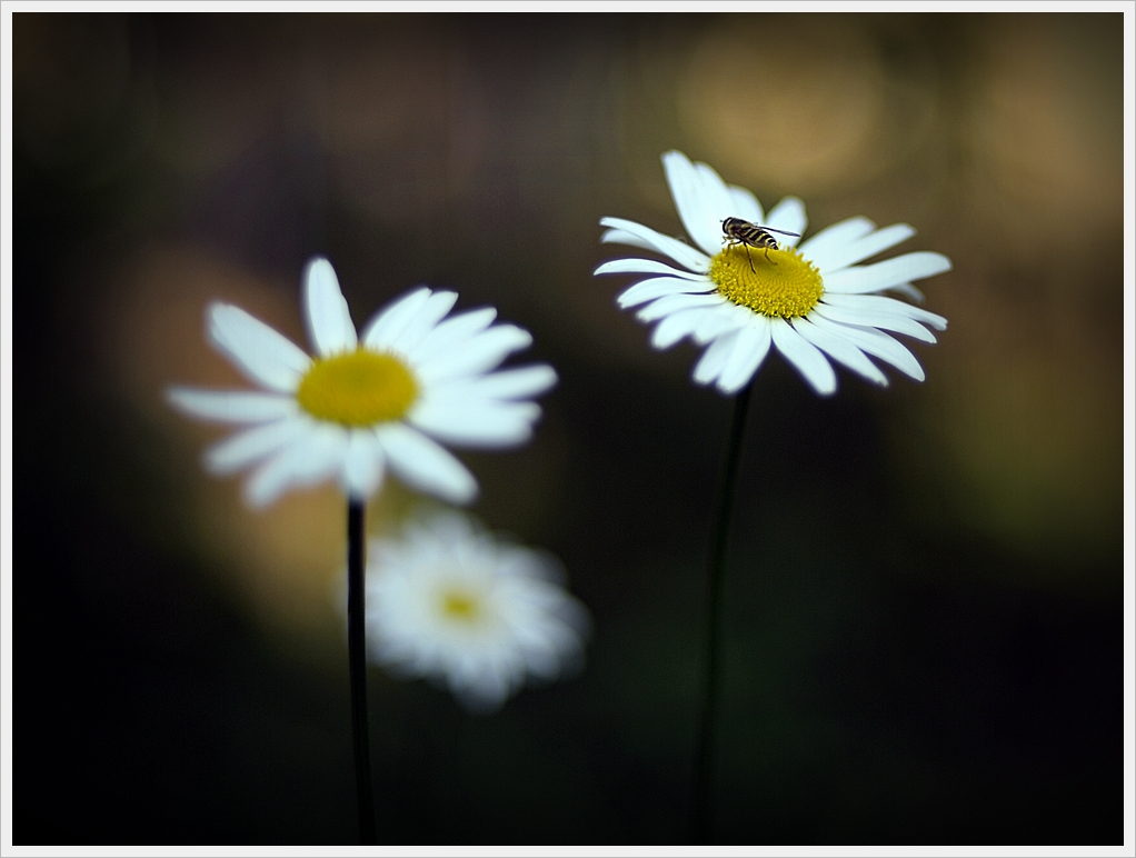 DSC8507 nff