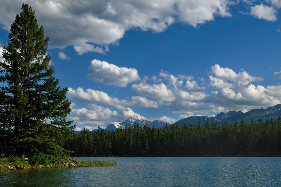 DSC8743 NF-F
Lake Edith
Jasper