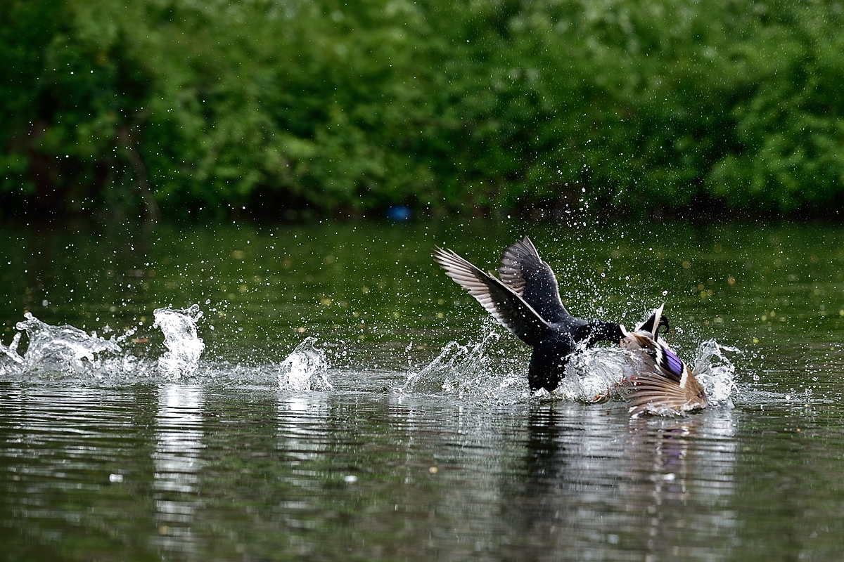 DSC8751_klein.jpg