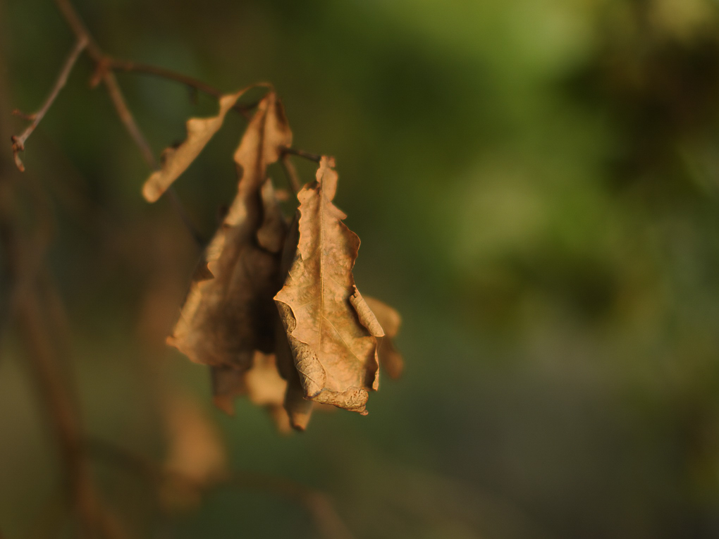 DSC8942 nff