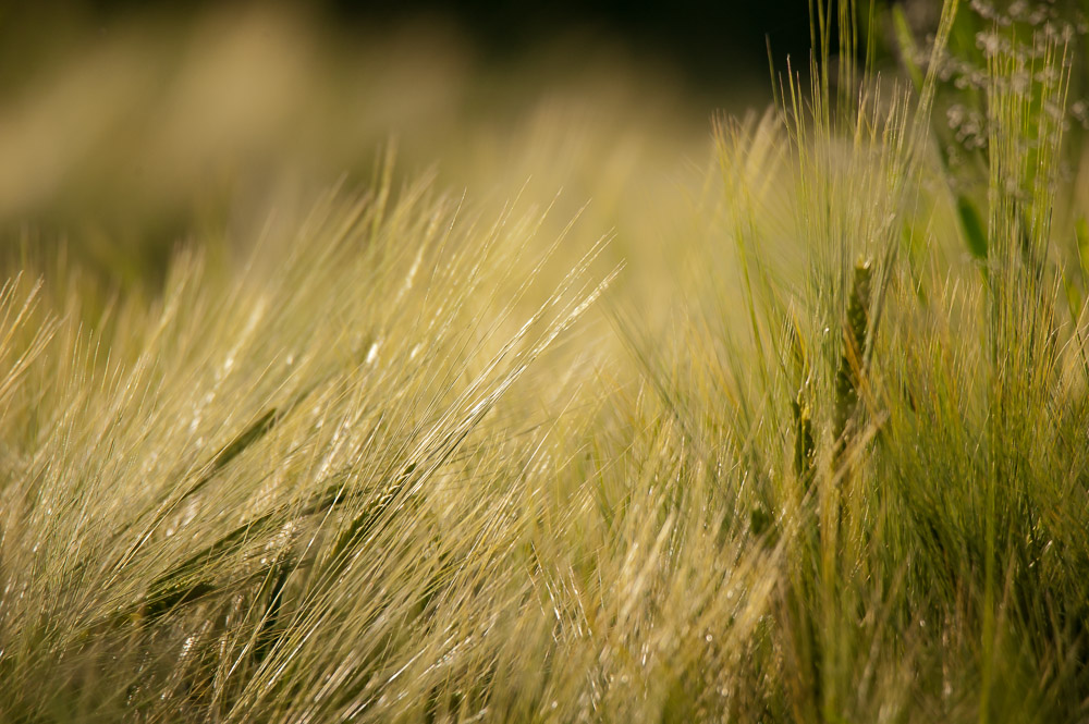DSC9248 Offenblende 600mm 2500stel, F6.3