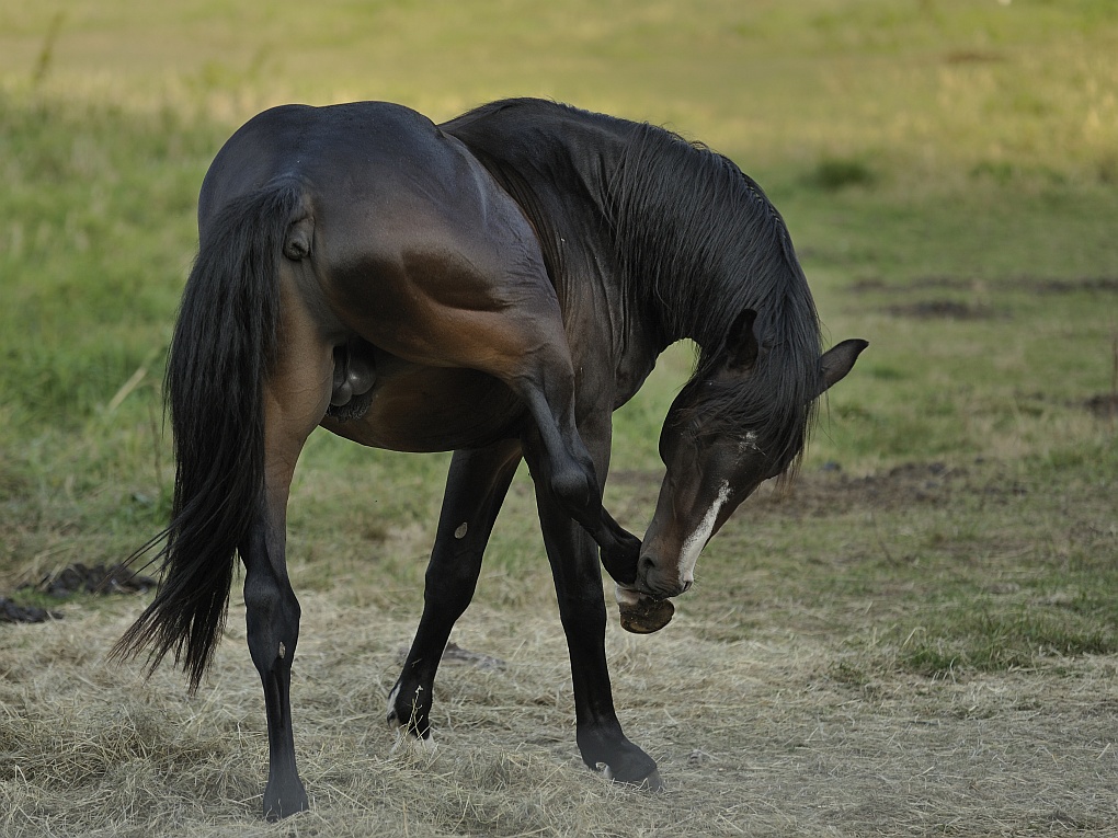 DSC9304 nff