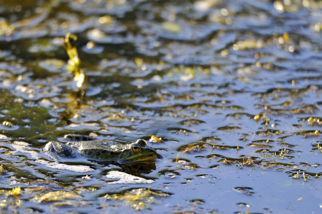 DSC9311 Frosch