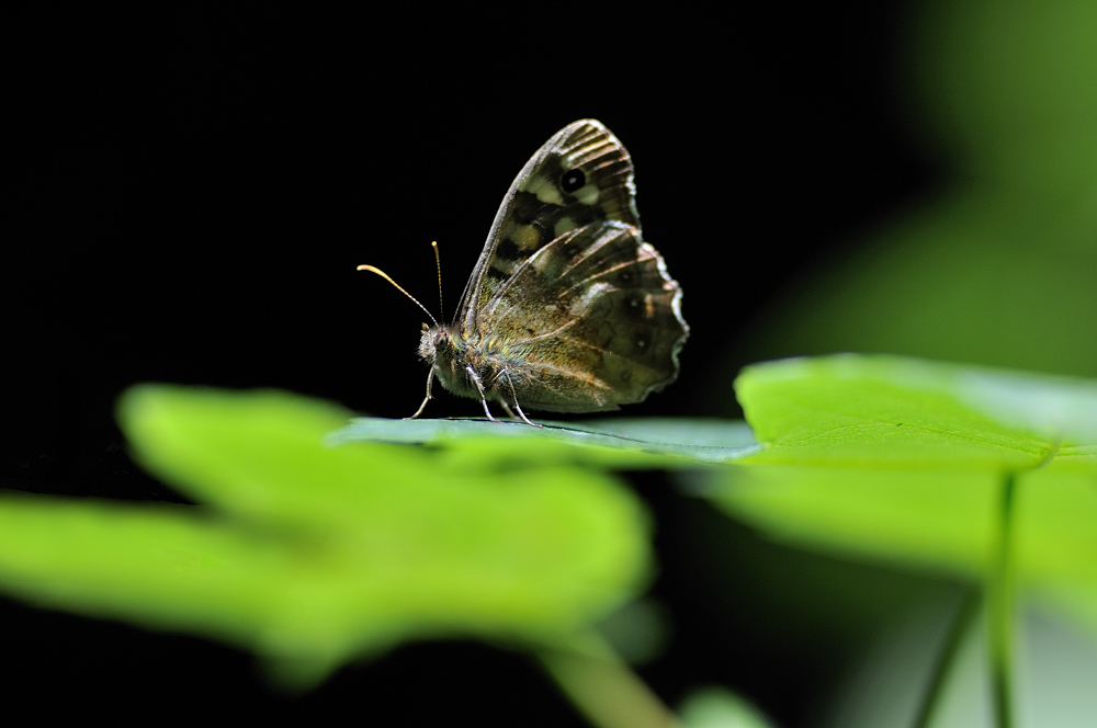 DSC9526 Waldbrettsp.