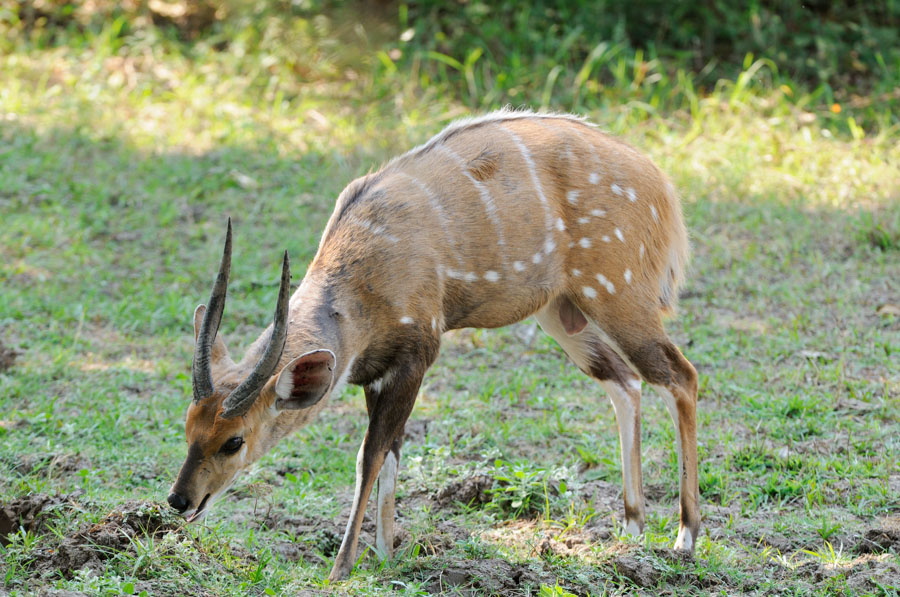 DSC9584 NFF
